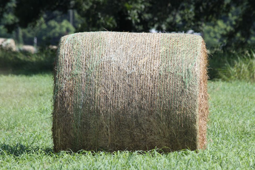 Hay Production
