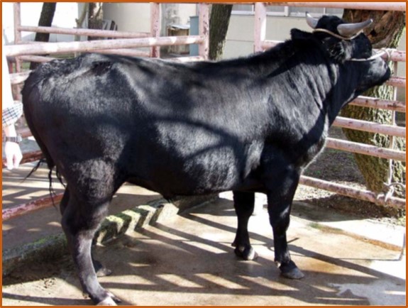 Michima%20Bull%20Picture.jpg