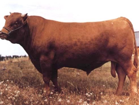 red wagyu cattle