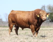 Son of B3314R, a Big Al's direct son