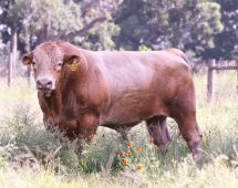 Herd Sire out of C4037S, son of Hikari's H0518E direct son