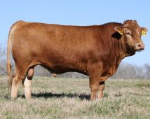Out of the Hikari Sire Line