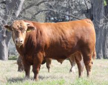 Son of HB0001W, out of the Hikari Sire Line