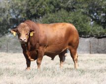 Herd Sire