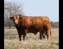 Herd Sire