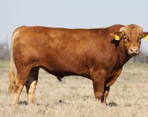 Herd Sire