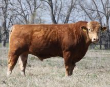 Herd Sire