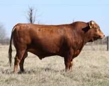 Herd Sire