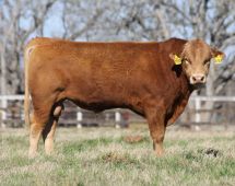 Herd Sire