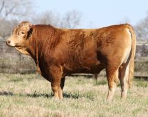 Herd Sire