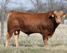 Herd Sire
