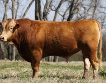 Herd Sire