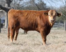 Herd Sire