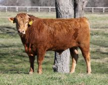 Herd Sire