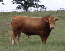 Herd Sire