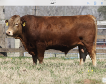 Herd Sire