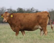 Herd Dam