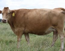 Herd Dam
