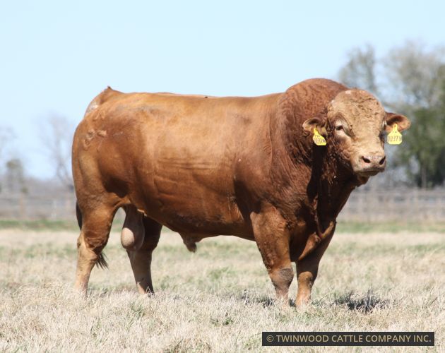 Son of B3314R, a Big Al's direct son