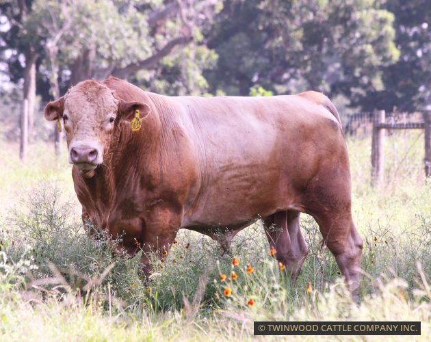 Herd Sire out of C4037S, son of Hikari's H0518E direct son
