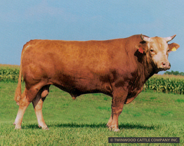 Imported Japanese Herd Sire