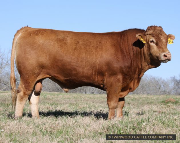 Out of the Hikari Sire Line
