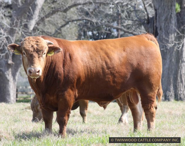 Son of HB0001W, out of the Hikari Sire Line