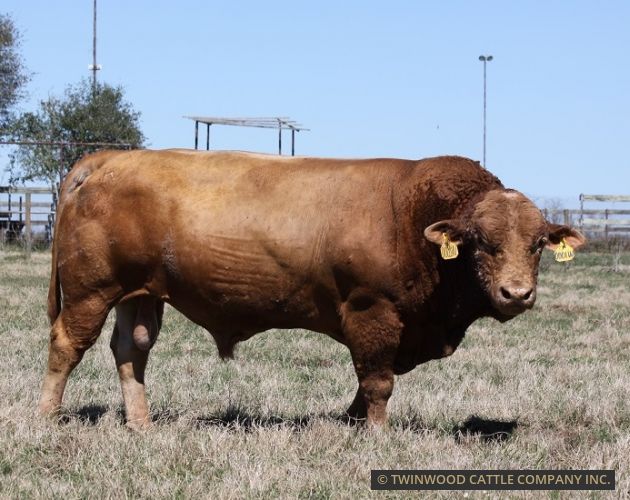 Herd Sire out of C4037S, son of Hikari's H0518E direct son