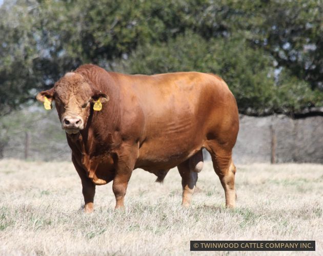 Herd Sire