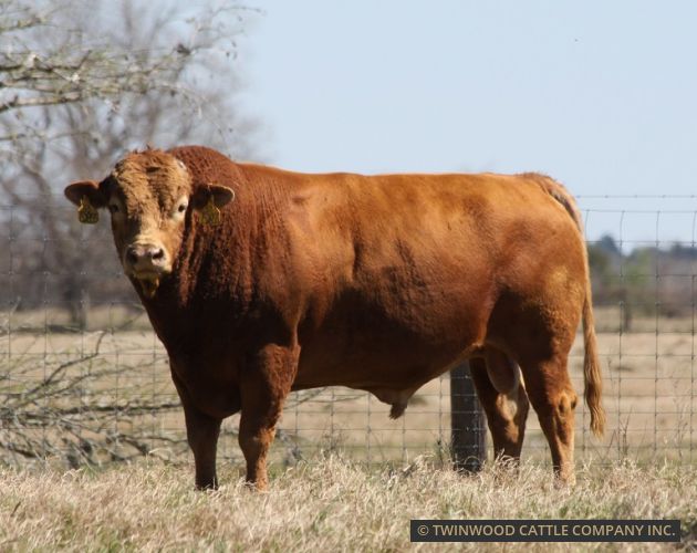Herd Sire