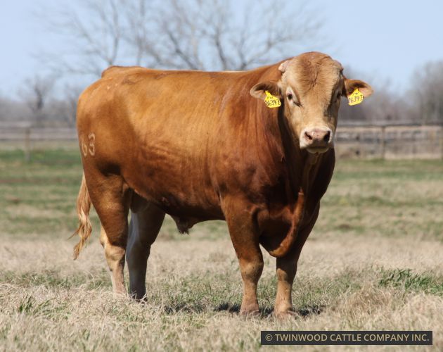 Herd Sire