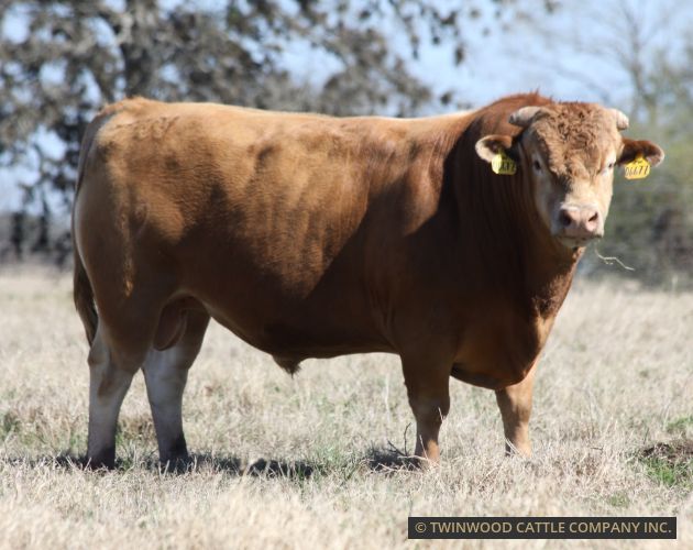 Herd Sire