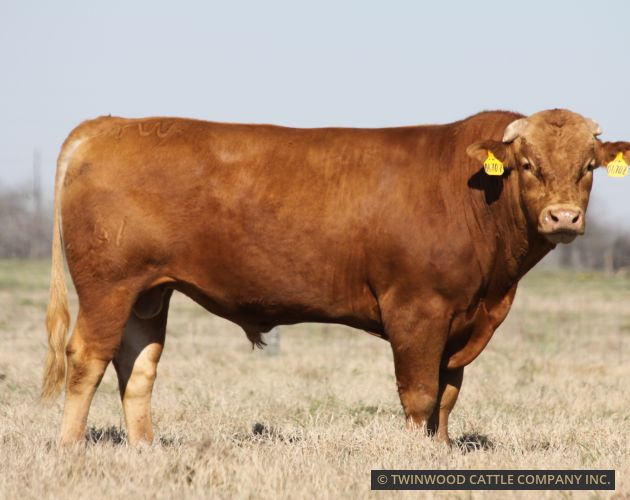 Herd Sire