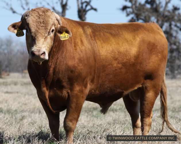 Herd Sire