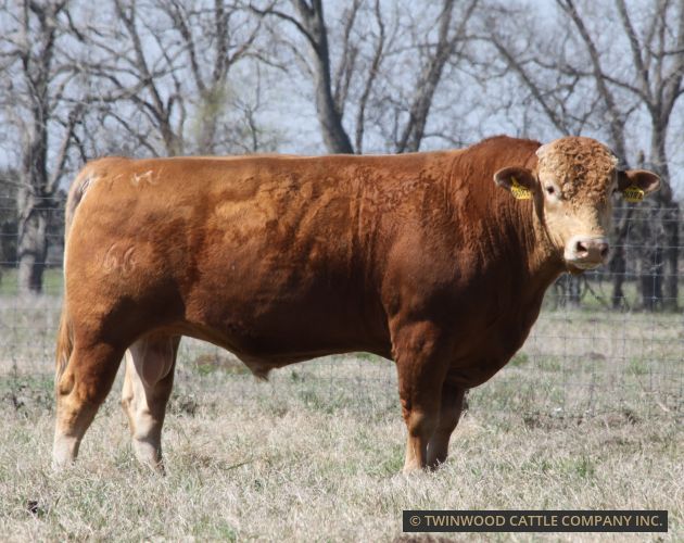 Herd Sire