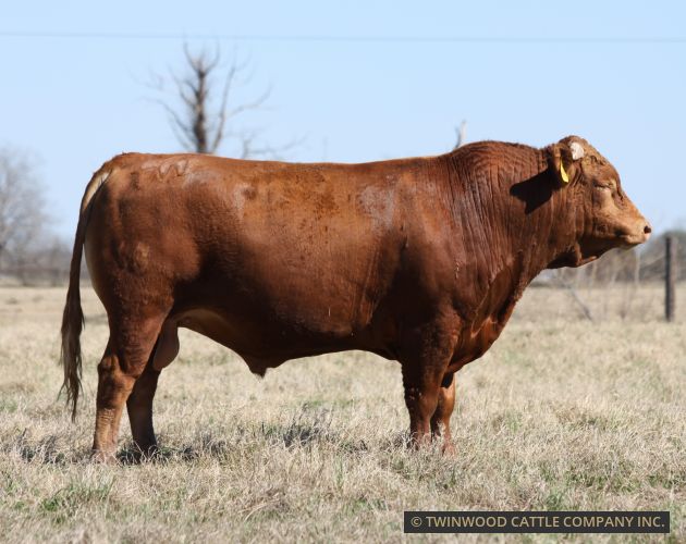 Herd Sire