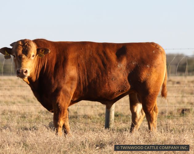 Herd Sire