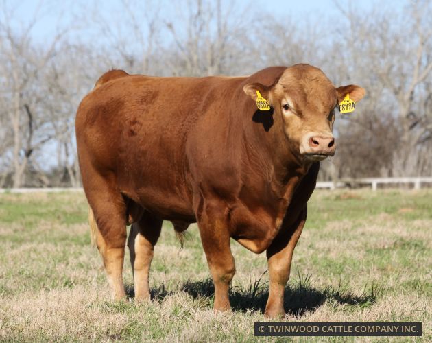 Herd Sire