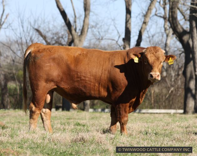 Herd Sire
