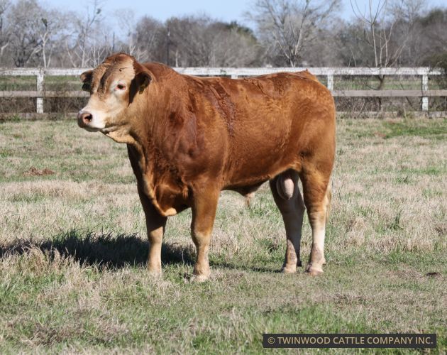 Herd Sire