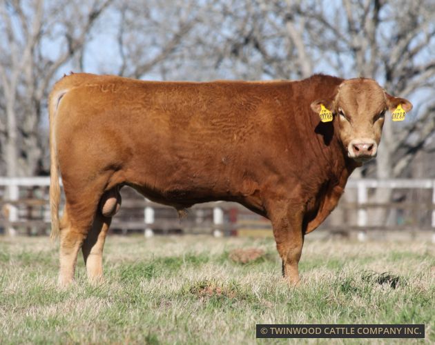 Herd Sire