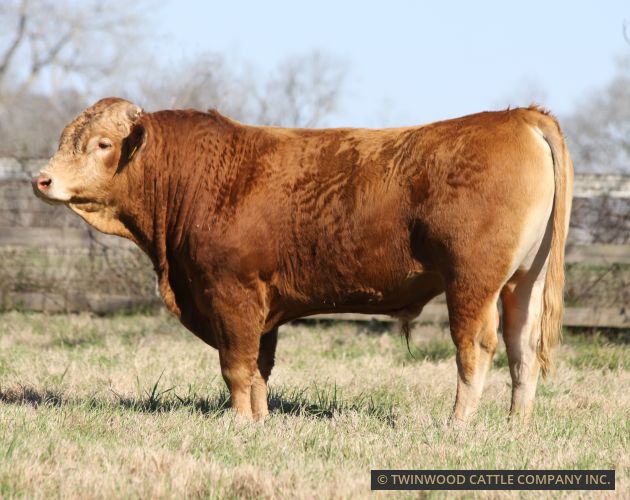 Herd Sire