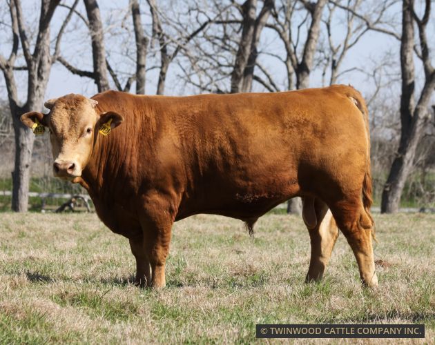 Herd Sire
