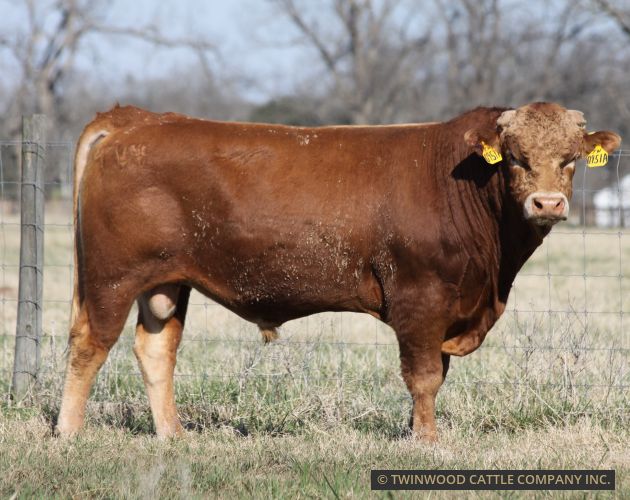 Herd Sire