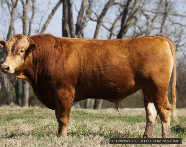 Herd Sire