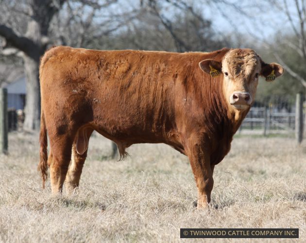 Herd Sire