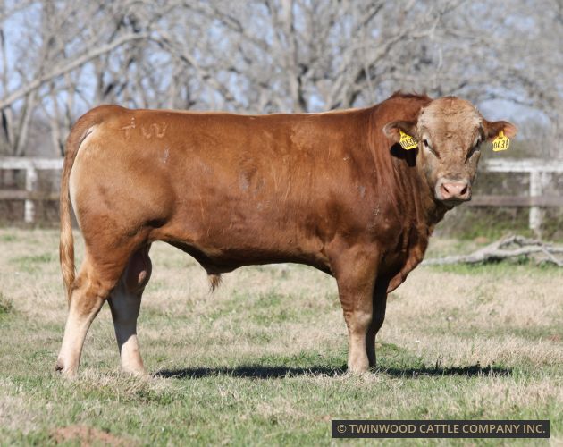 Herd Sire