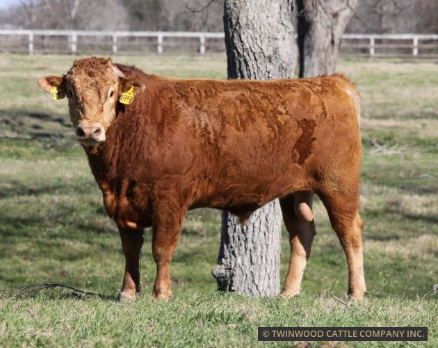 Herd Sire
