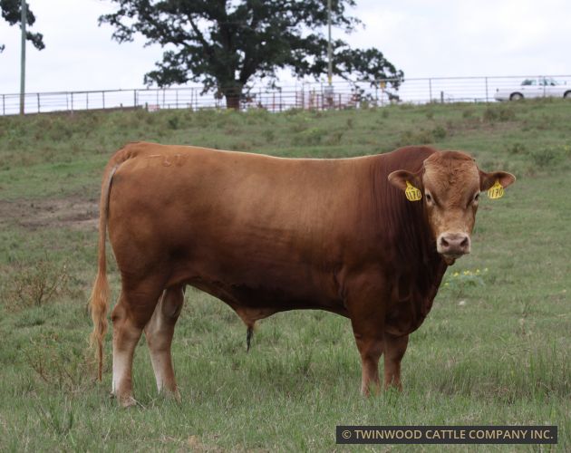 Herd Sire