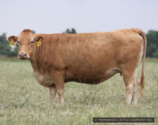 Herd Dam